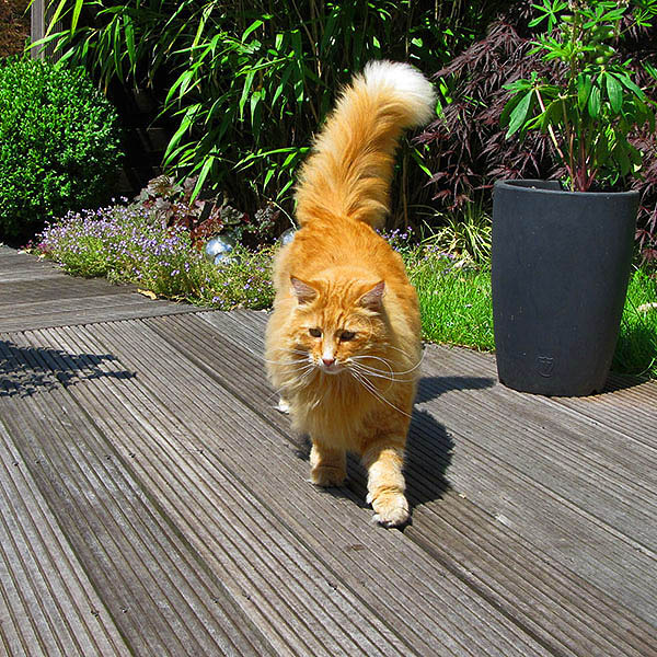 Den Garten katzensicher machen - Katzenabwehr im Garten leicht